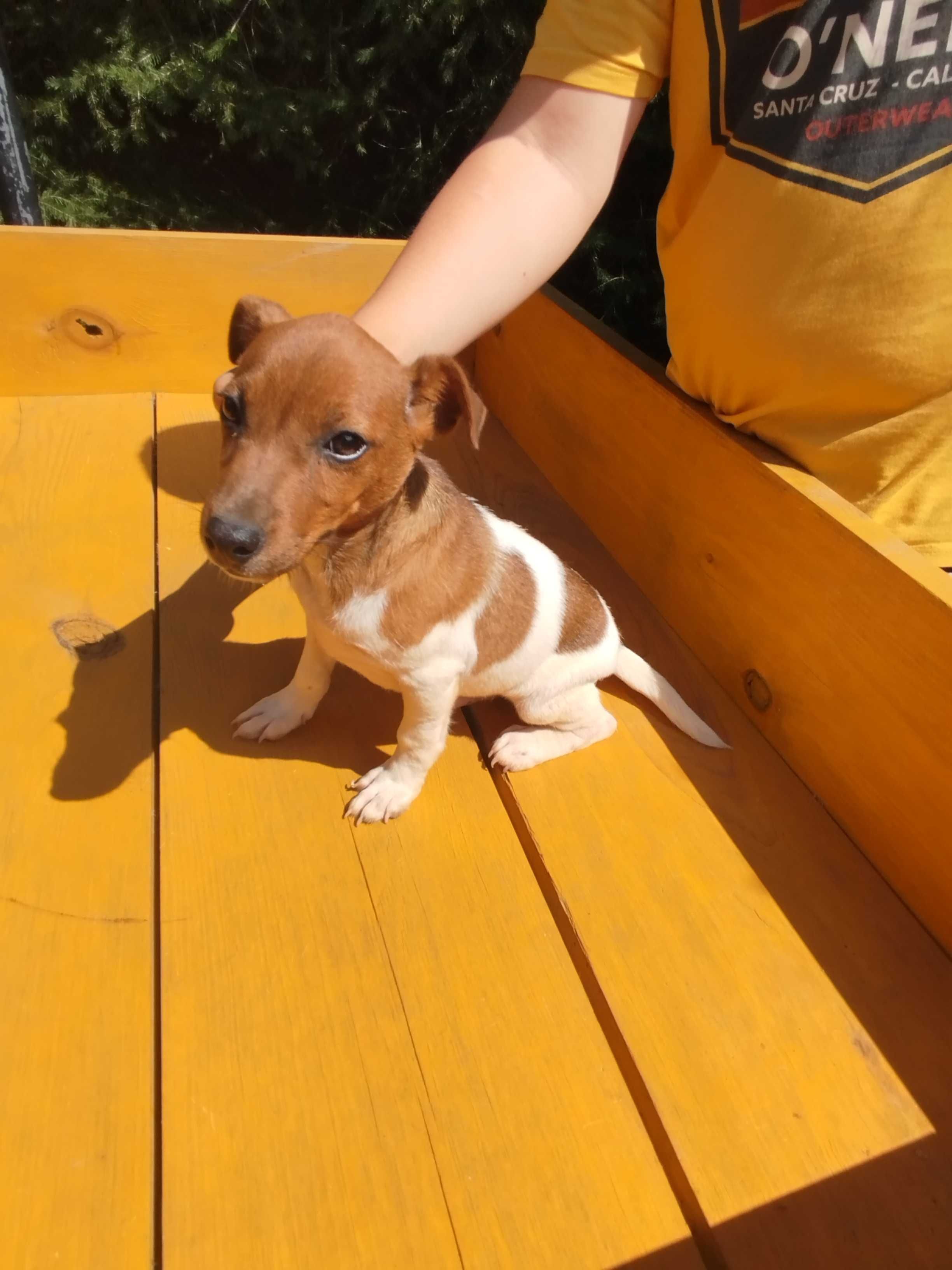 Jack Russell Terrier piesek tel.-5.7.5.3.0.2.0.3.9.