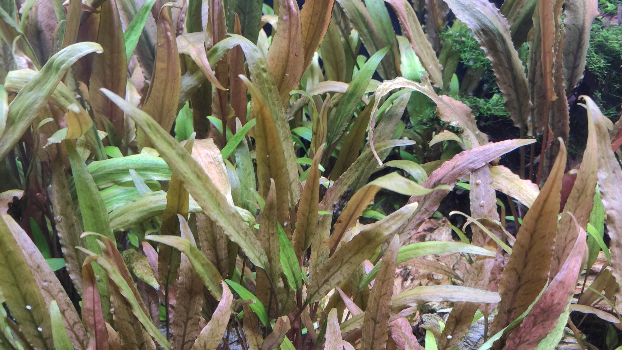 Cryptocoryne wendtii red planta aquario oeiras