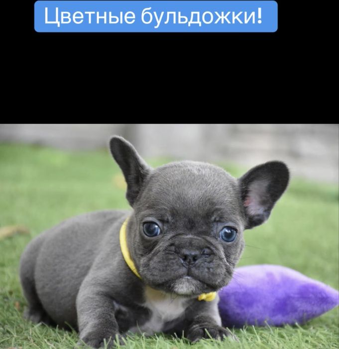 Люкс щенки французского бульдога