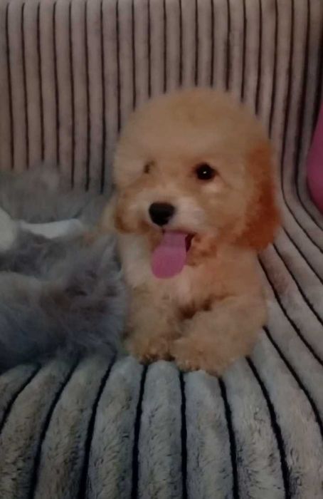 F2 Мальтіпу Стандарт