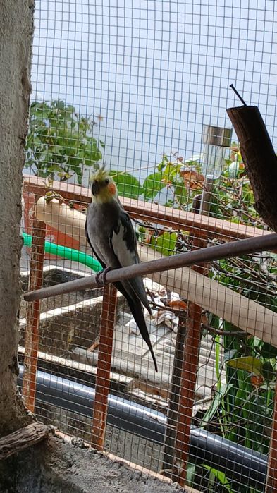Caturras criadas em viveiro