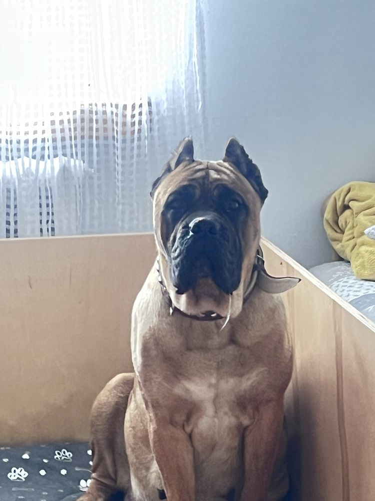 Cane corso italiano