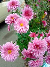 Красивые цветы для вашего сада
