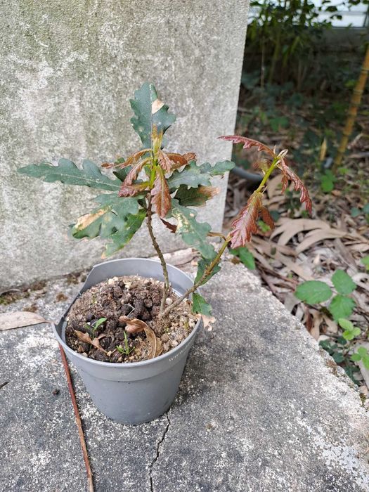 Árvore - Carvalho Português - Várias Dimensões