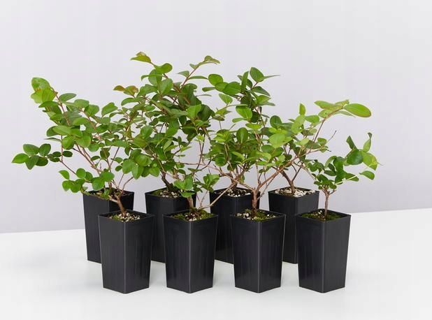 Lagerstroemia Sadzonki Czerwone Bez Południa piękne miododajne