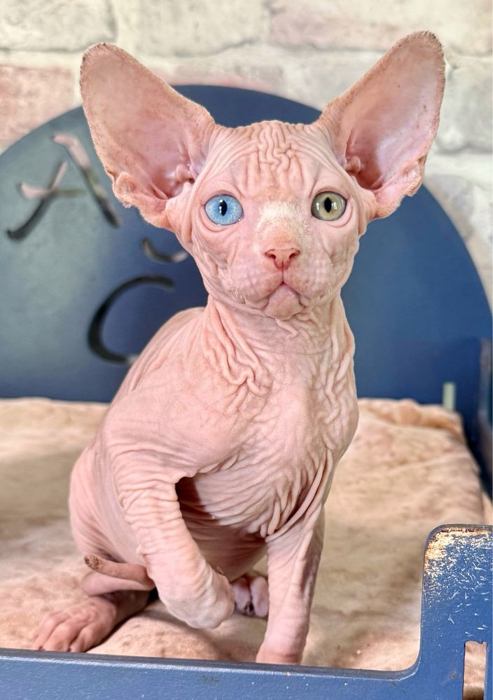 YoYo kocurek sfinks z heterochromią (odd eyes)