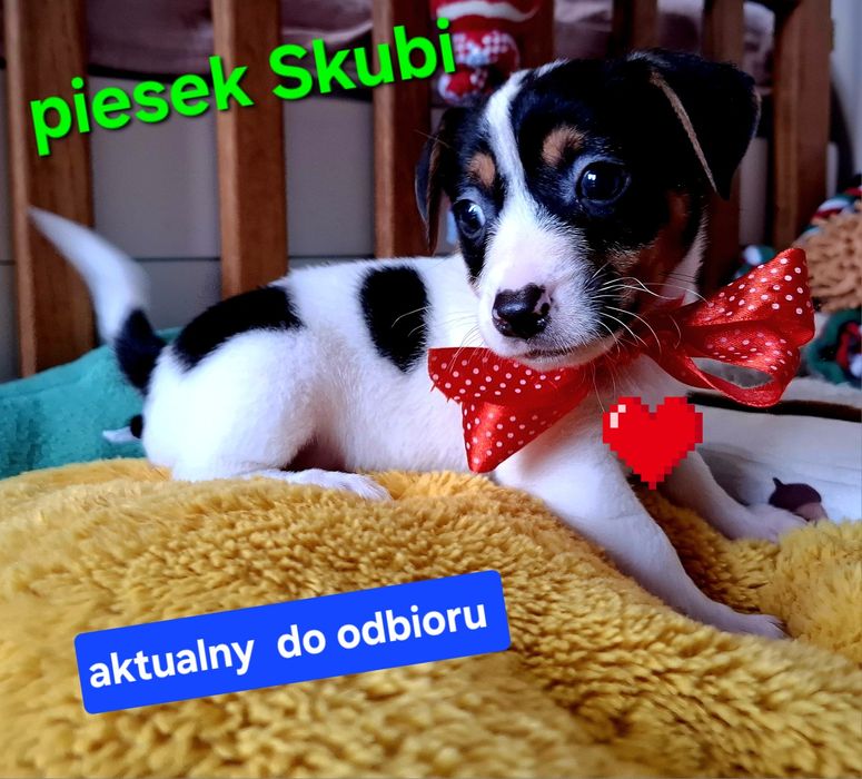 Śliczny piesek !!!  Jack Russell Terrier do odbioru RODZICE W HODOWLI