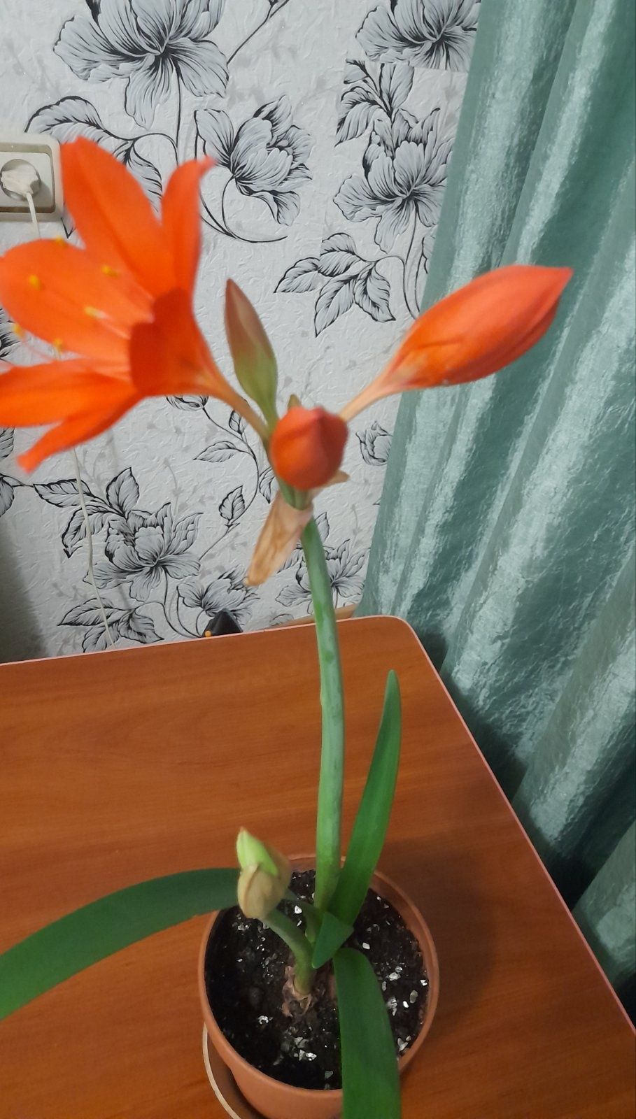 Клівія , з  родини  амариллісові