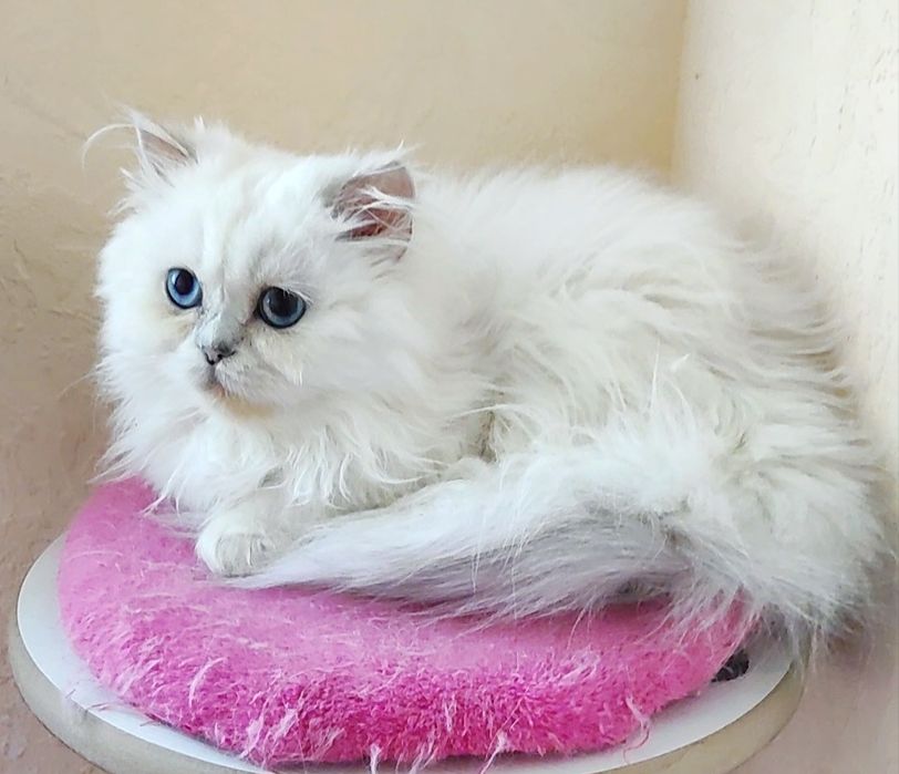 Мальчик шиншиллка поинт