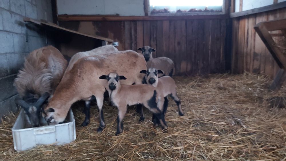 Owca kameruńska  baranek