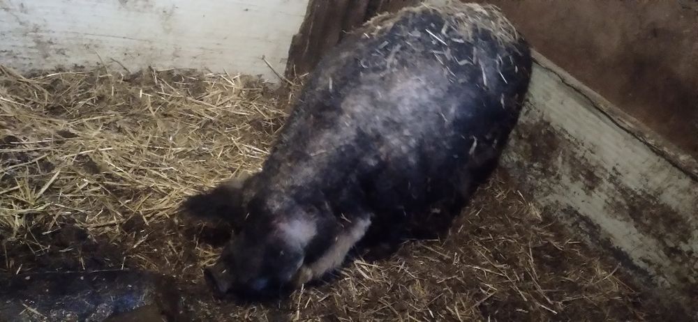 Sprzdam knura mongalica