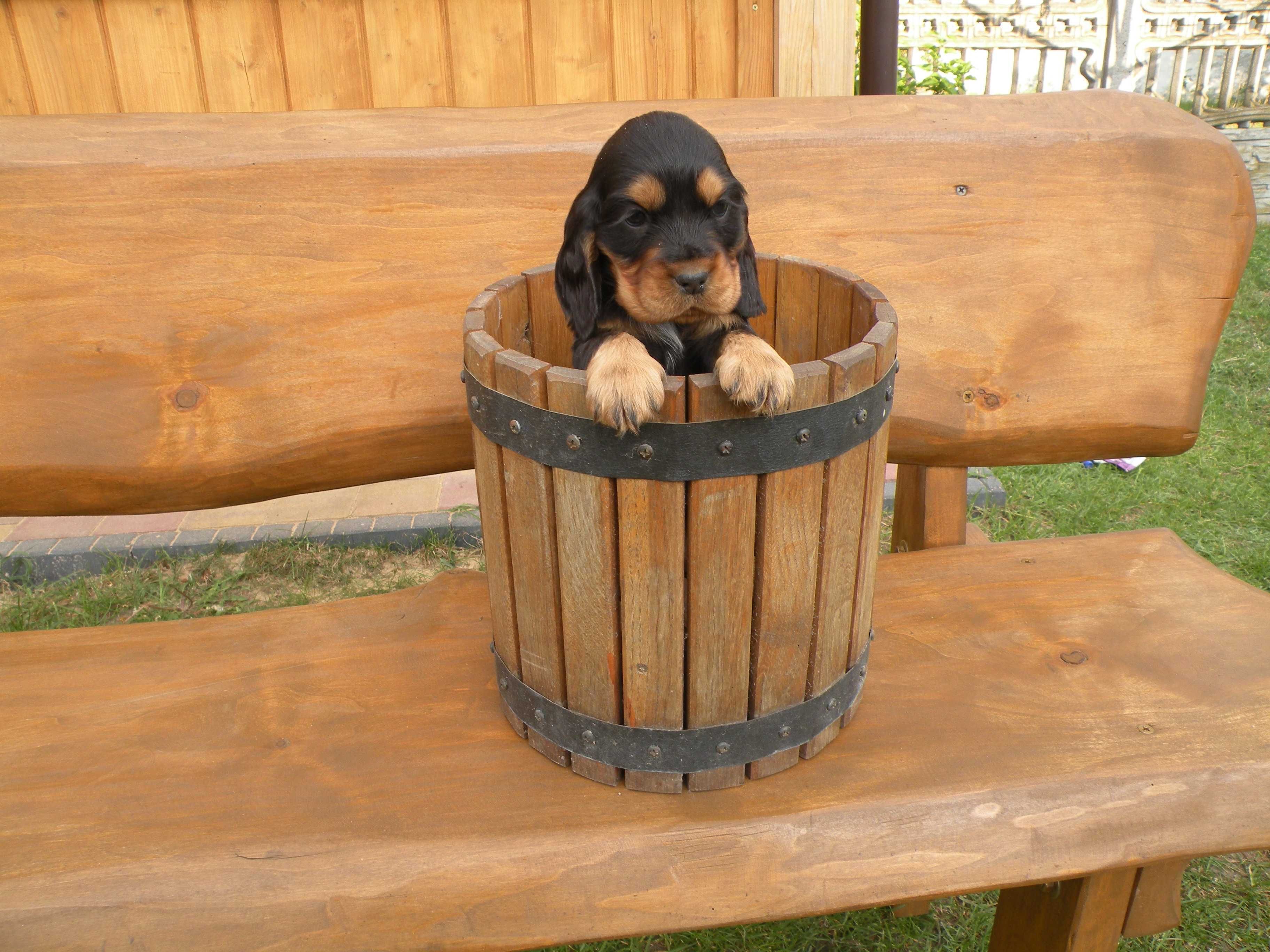 cocker spaniel angielski