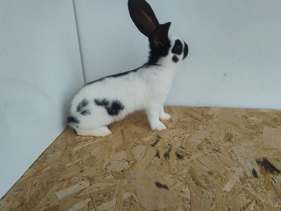 Продам кролів породи Строкач НСВ