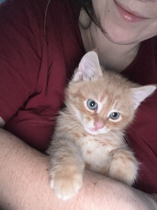 Кошеня ,рижий кіт,котенятко