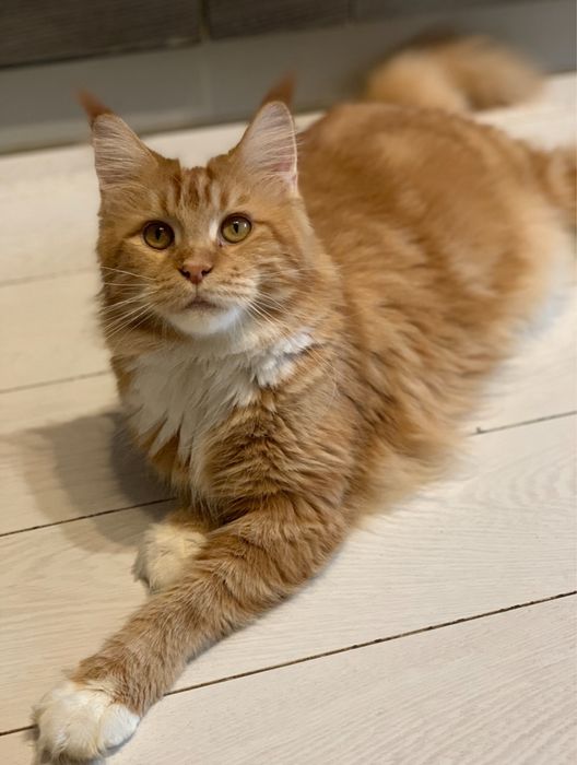 Шукаємо нашу кішку поверніть