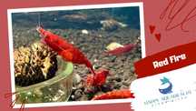 happyaquarium.pt - Neocaridina Red Fire