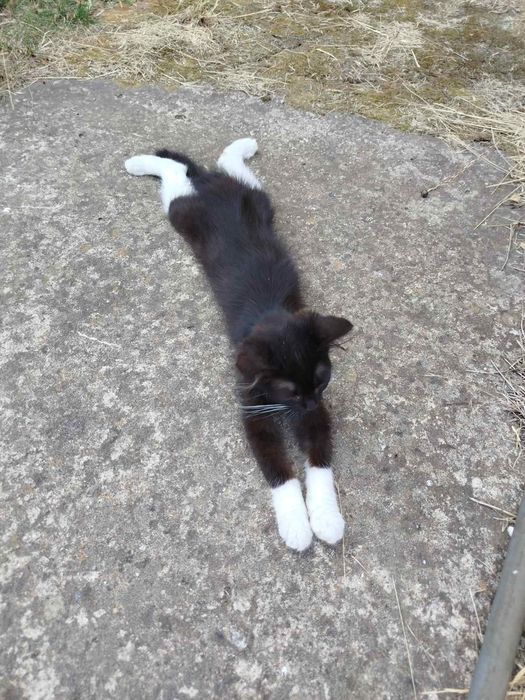 Шикарная Кира, 5 месяцев! Девочка)