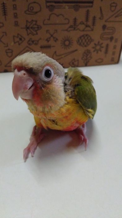 Pyrrhuras demosticadas