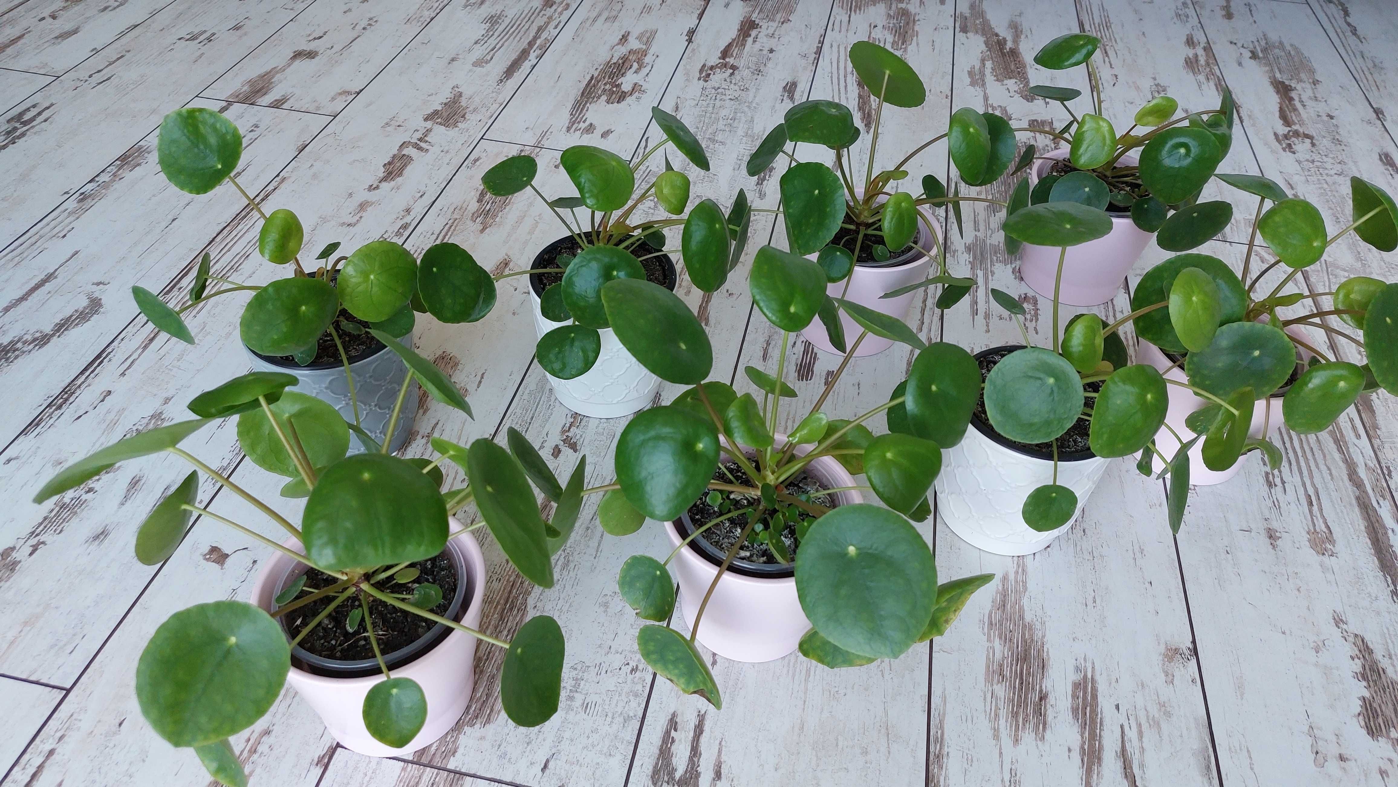 Pieniążek (Pilea peperomiowaty/ Pilea peperomioides) PROMOCJA!