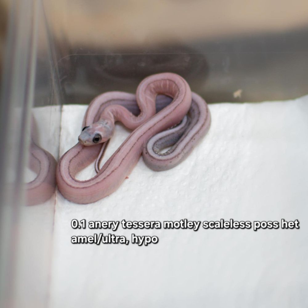 wąż zbożowy scaleless łysy