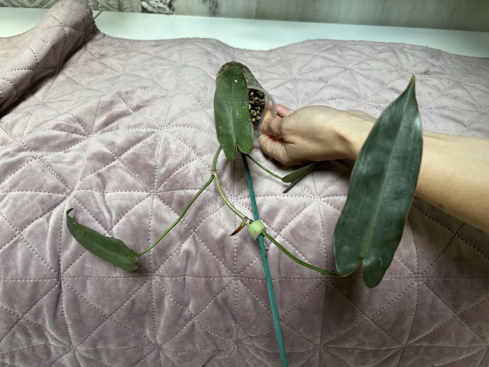 Philodendron atabapoense filodendron