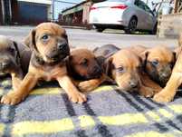 Szczenięta Cane Corso oddam w dobre ręce