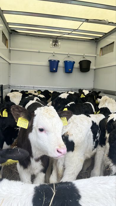 Sprzedam cielqki cielęta