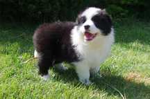 Border Collie - FCI/ZKwP piesek po Championach
