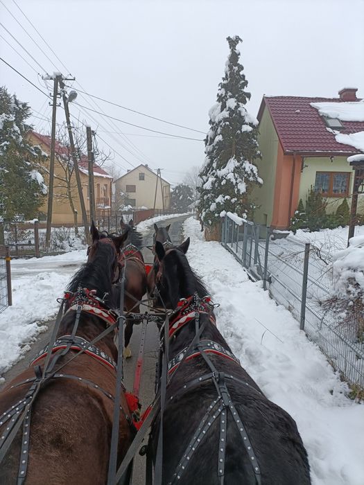 Klacz sląska 3 lata