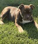 American Bully suczka