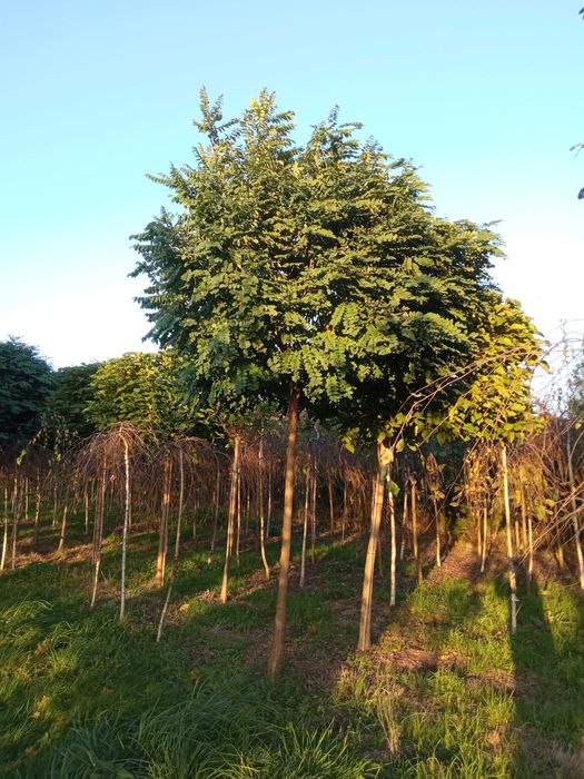 Brzoza brodawkowata,grab,buk, lipa, klon,topola,olcha,tuje,sosna,dowoz