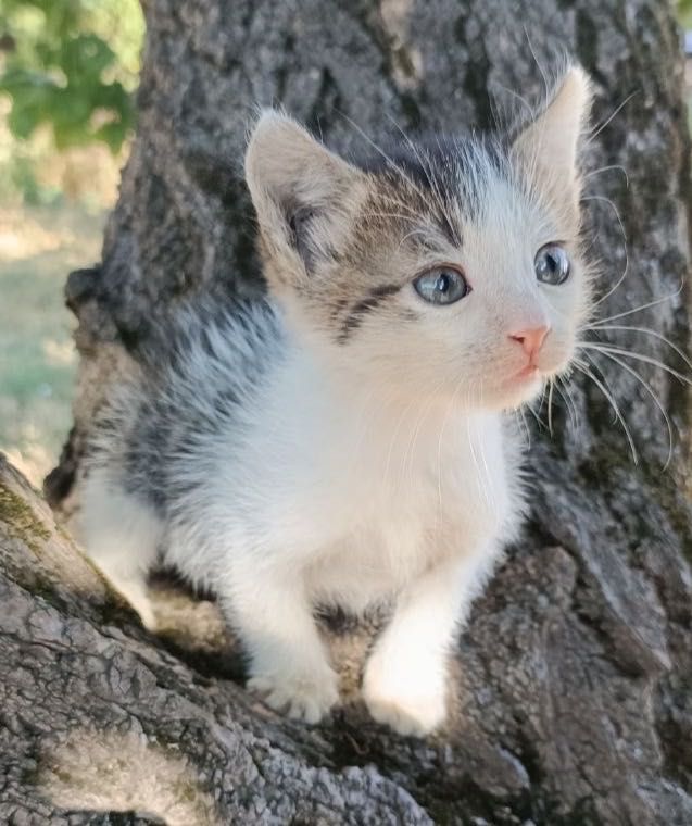 Котенок бесплатно