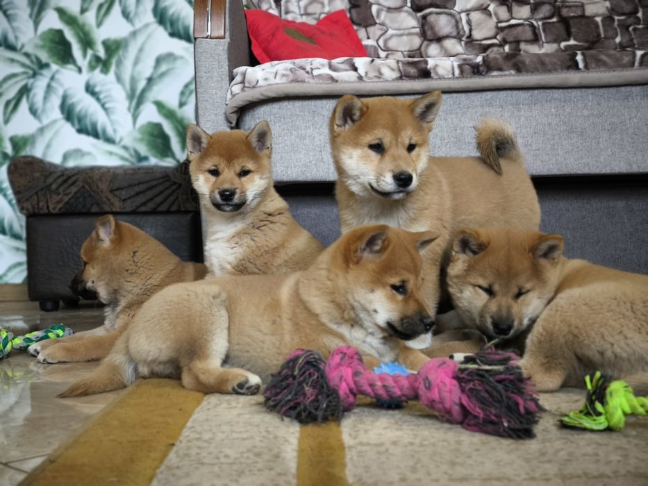 Shiba Inu śliczne pieski i suczki ZKwP/FCI
