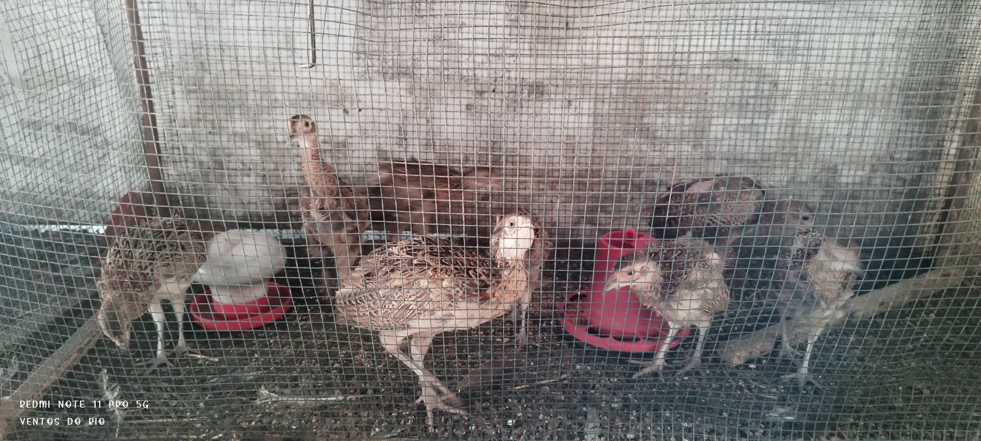 Pavões e outros animais