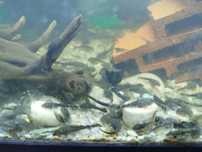 Ancistrus sp comum