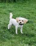 Maltipoo  piesek