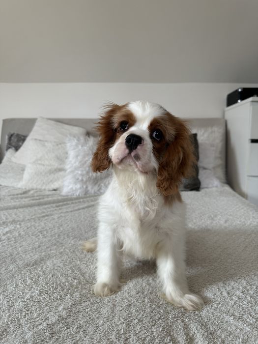 Cavalier King Charles Spaniel - ostatni piesek