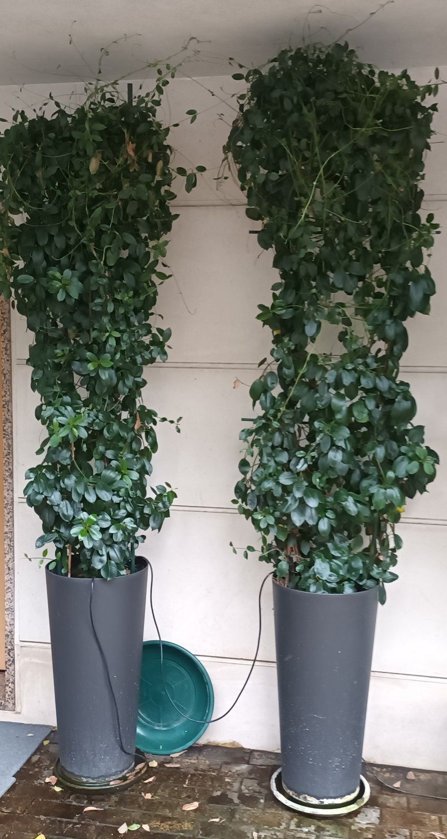 Mandevillas vermelhas e brancas e rosas