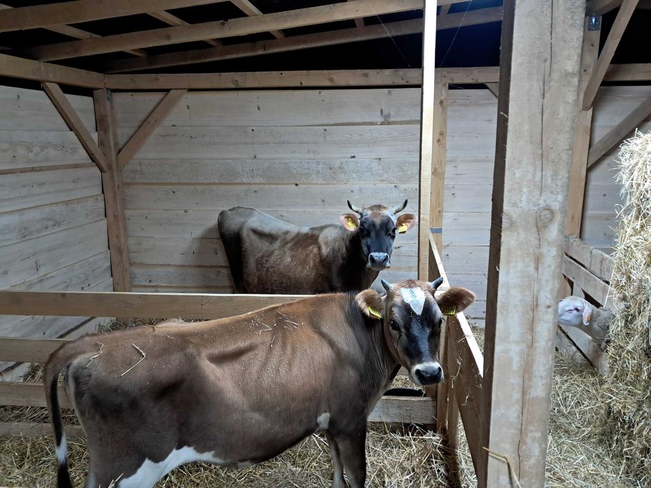 Jałówka,krowa Jersey