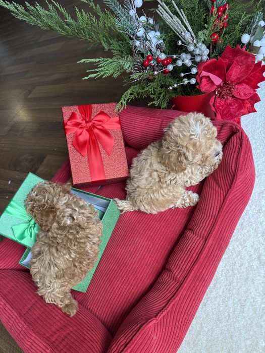 Найкрасіші цуценятка під ялинку мальтипу