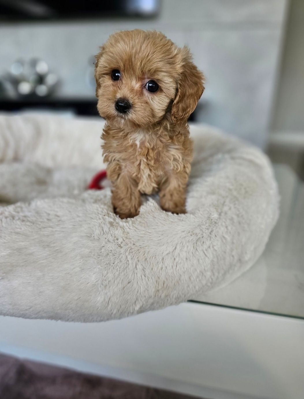 Zjawiskowy Chłopczyk  Maltipoo