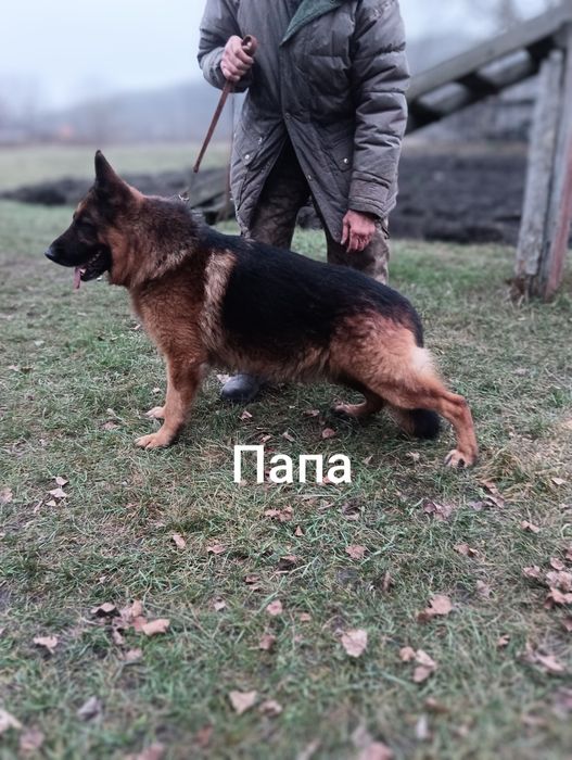 Щінки німецької вівчарки