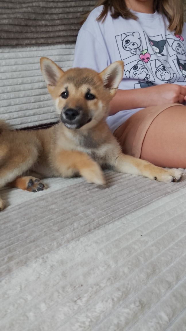 Suczka Shiba Inu gotowa do zmiany domu