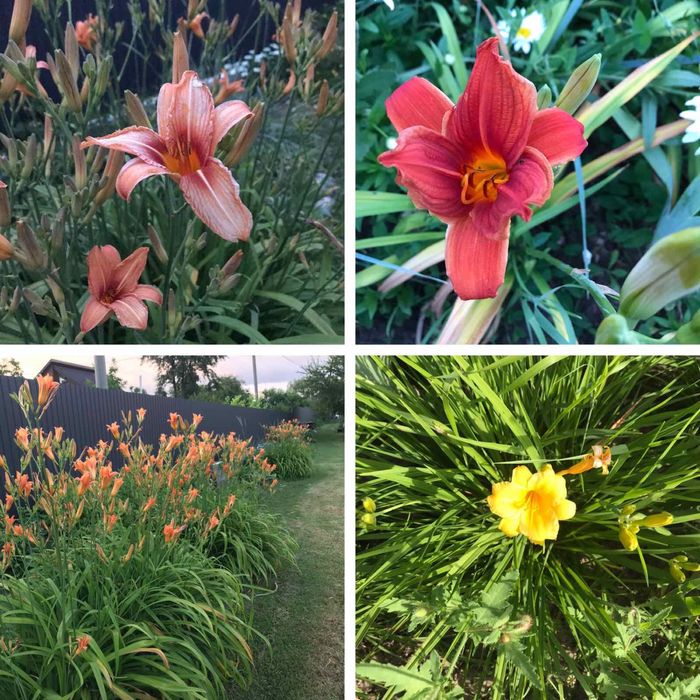 Многолетние цветы