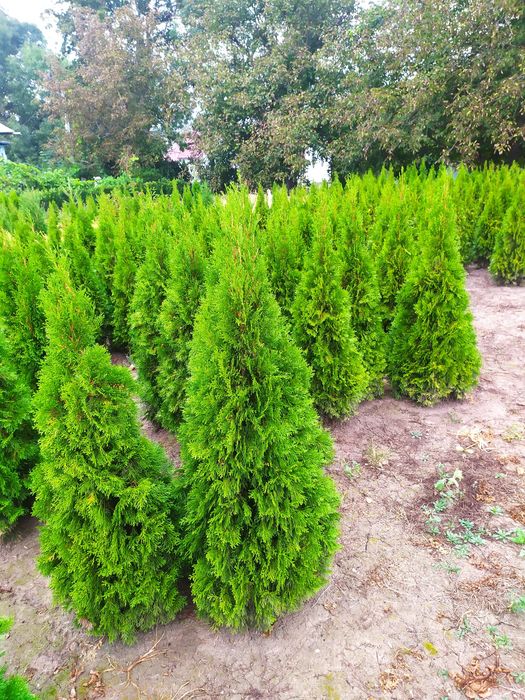 ТУЯ СМАРАГД, Колумна, Ауреа, Даніка,САМШИТ, ЯЛІВЦІ, Листяні кущі, інше