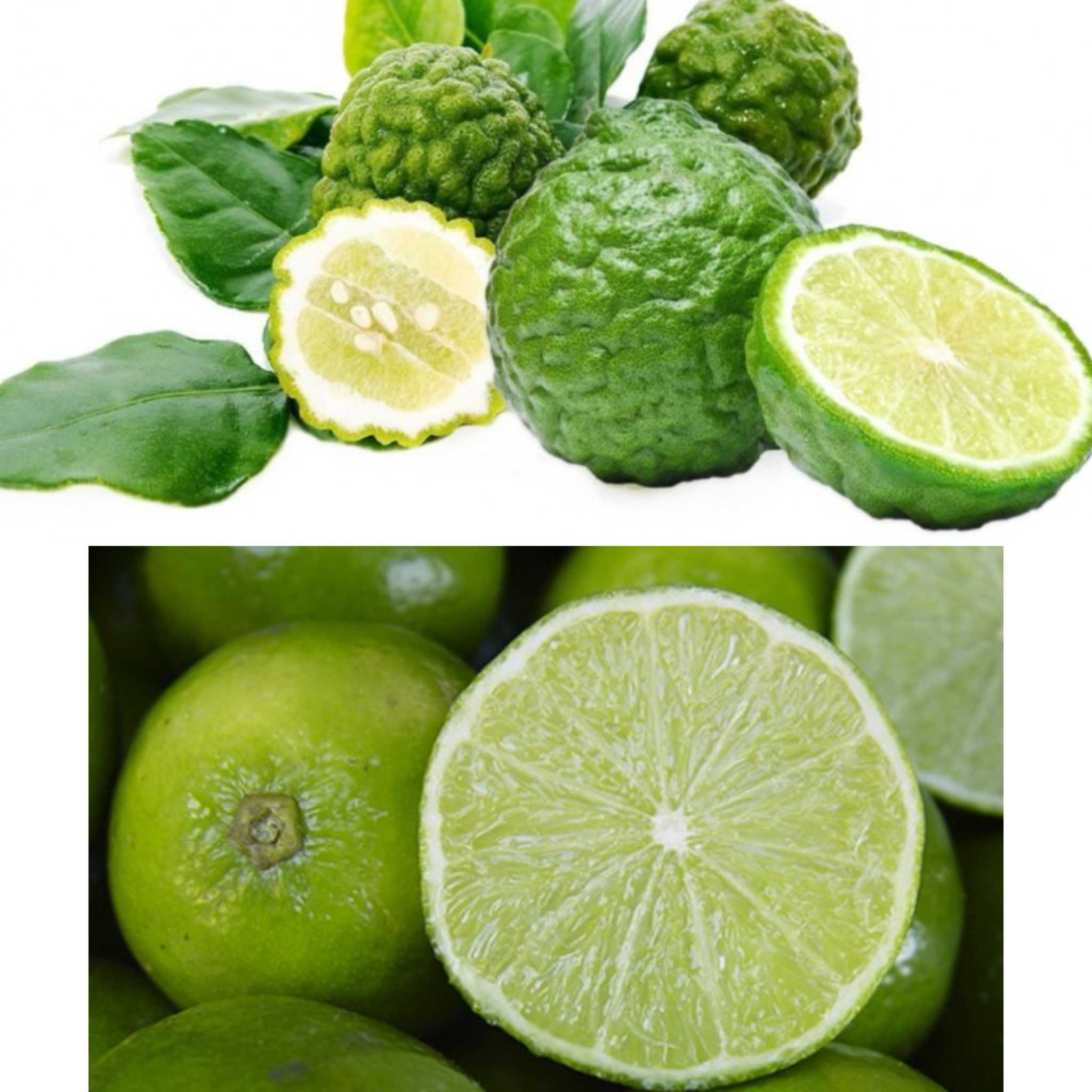 Pack Promoção - Especial Coleção de Limas Caipirinha