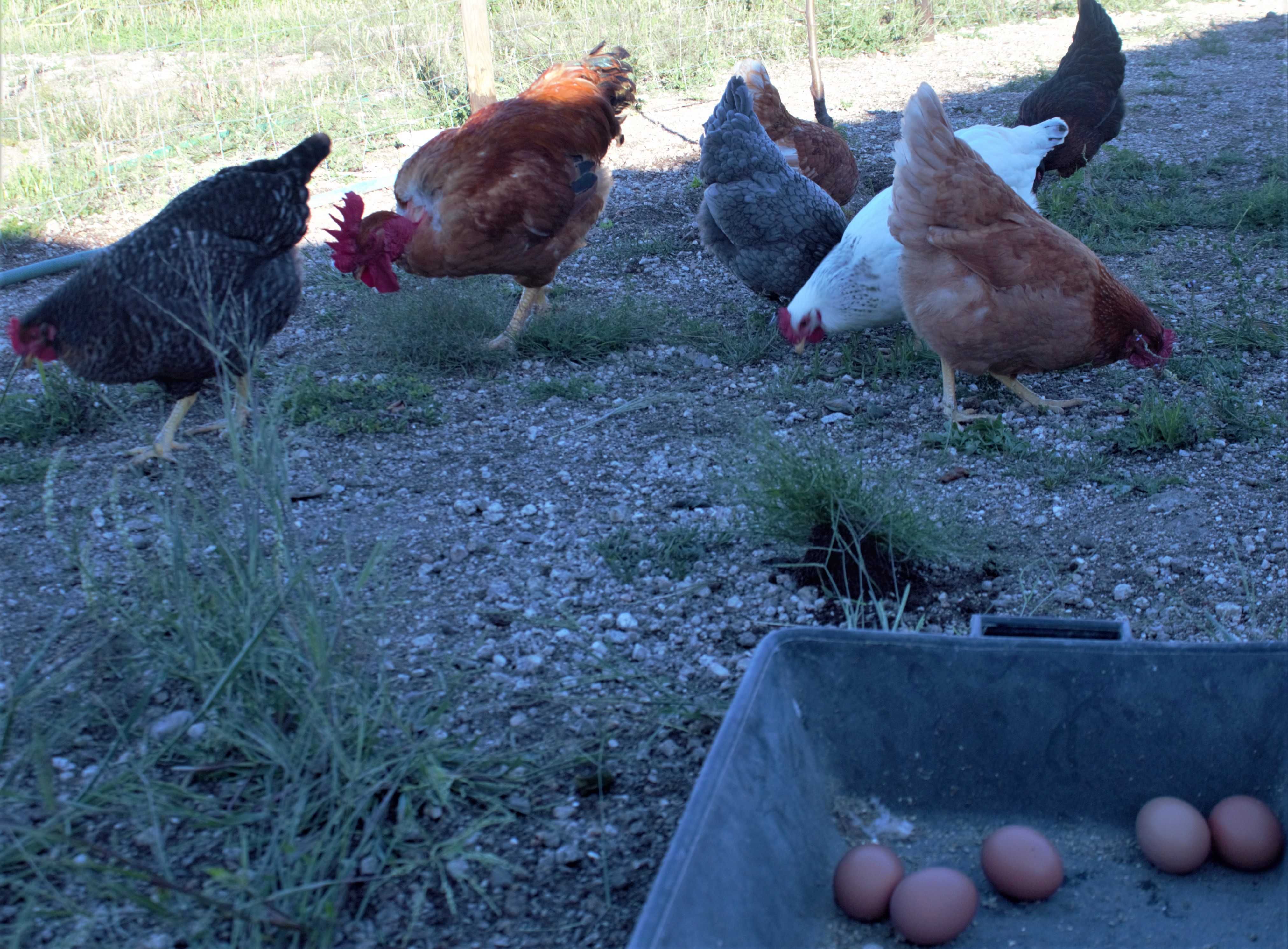 Galos para cabidelas e Ovos das nossas Galinhas criadas ao ar livre