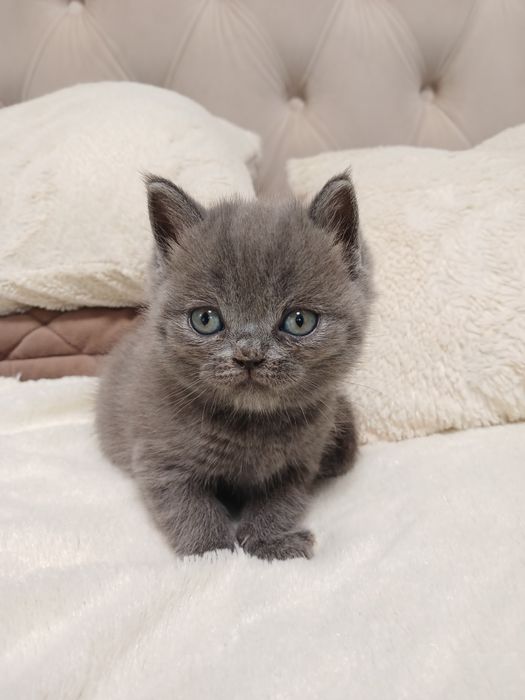Британські кошенята