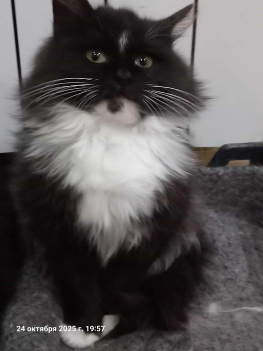 Безкоштовно в добрі руки котики