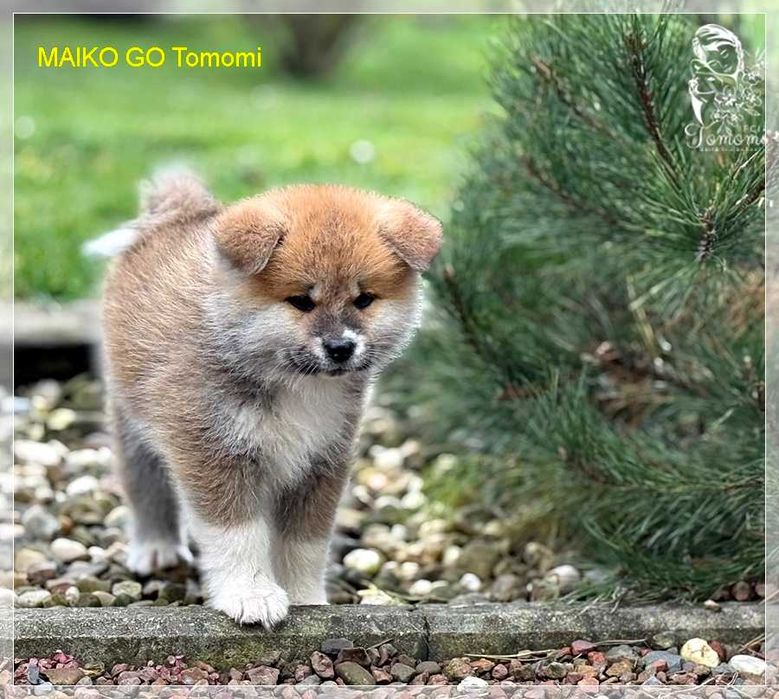 AKITA czerwony szczeniak ZKwP + AKIHO